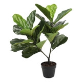 Ficus Lyrata De 75 Cm, Vadell Home