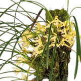 Orquídea Maxillaria Kautskyi - Pré Adulta