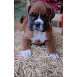 Cachorro Boxer 08