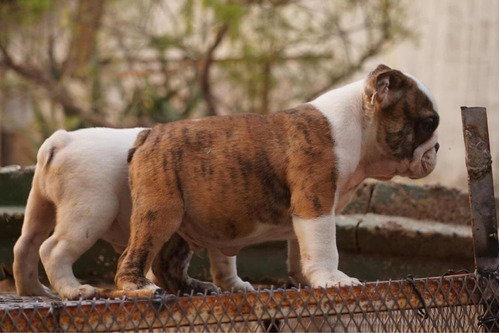 Hermosos Cachorros Bulldog Inglés