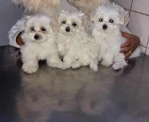 Cachorros Maltes Malteses Mini Micro Perritos Perro Hembra