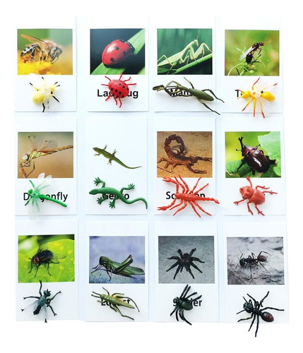 Kit De 12 Unidades De Figuras De Insectos Con Tarjetas