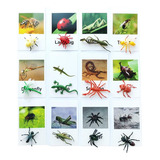 Kit De 12 Unidades De Figuras De Insectos Con Tarjetas