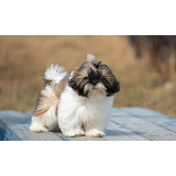 Shih Tzu Mini 