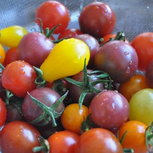 Mix 200 Semillas Tomates Cherry Premium | La Huerta Organica