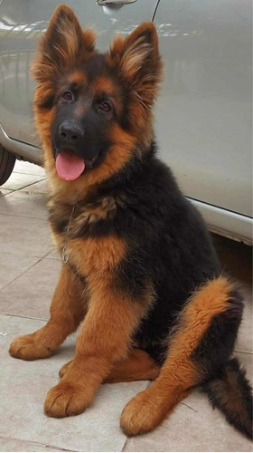 Pastor Alemán Machos Y Hembras Cachorros.