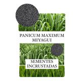 Capim Miyagi (panicum Maximum) 1kg- Sementes Incrustadas
