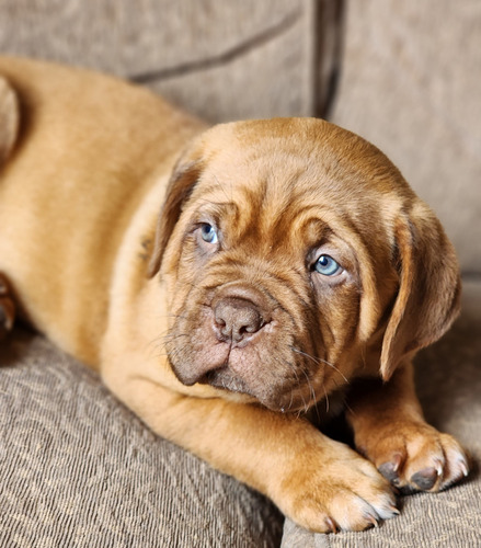 Cachorros Dogo De Burdeos