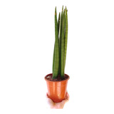 Sansevieria Cylindrica Trenzada Suculenta De Interior Trenza