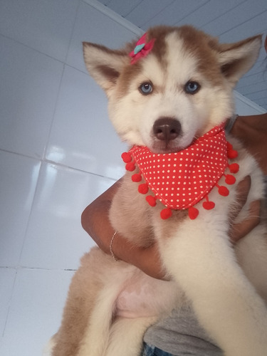 Husky Siberiano Macho E Fêmea Com Pedigree 