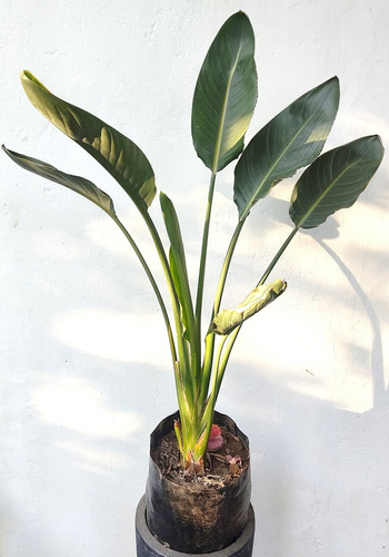 Strelitzia Reginae Planta Flor Ave Del Paraíso 