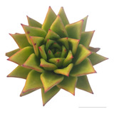 Planta Suculenta Echeveria Lipstick - Rara