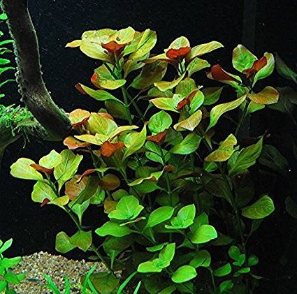 Ludwigia Repens-planta Acuatica Acuarios Y Estanques