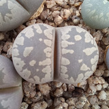 1 Lithops Otzeniana C350 (cactus Piedra/suculentas)