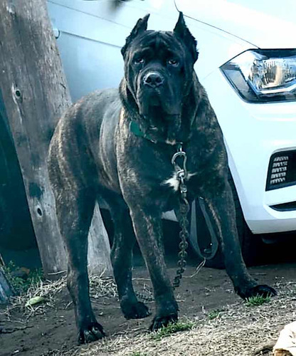 Cachorros Cane Corso