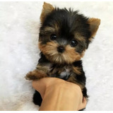 Hermosos Yorkshire Terrier Yorky York Yorkie Cara De Muñeca 