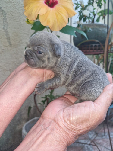 Bulldogue Francês Blue Filhote