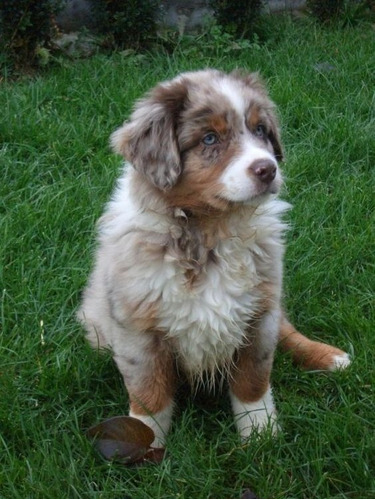 Perros Australian Shepherd Pastor Ovejero Australiano Dogs