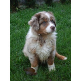 Perros Australian Shepherd Pastor Ovejero Australiano Dogs