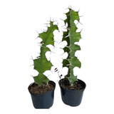 Cacto Chifre De Vaca Euphorbia Top De Linha Promocional     