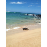 Cuadro 50x75cm Tortuga Turtle Animal Ocean Marino Salvaje M3