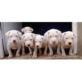 Cachorros Dogo Argentino Puros 