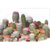 Semillas De Cactus Mix Mammillaria Suculentas De Coleccion