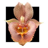 Catasetum Dante Prayer X Pileatum Imperis  - Oferta Especial