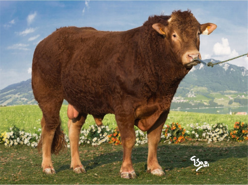 Semen Bovino Limousin - Toro Gentil Eba