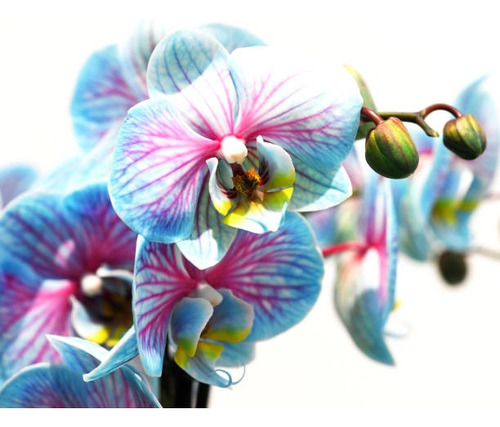 100 Semillas De Orquídea Azul Aqua 