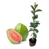 Plantas De Guayaba Pulpa Rosa - Plantin Frutal Nativo!!!