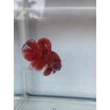 Peixe Betta De Linhagem Red Koi Pk