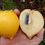 Sementes De Abiu Amarelo Fruta Exótica Frete Grátis