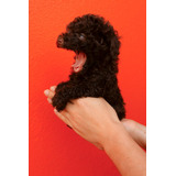 Lindo Cachorrito French Poodle Minitoy Chocolate Ve Fotos