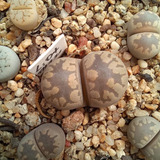 1 Lithops Otzeniana Sh531 (cactus Piedra/suculentas)