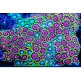 Coral Zoantido Watermelon Frag Doble 