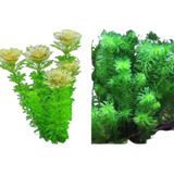 Kit Elodea + Limnophila Aquario Plantado - 10 Mudas