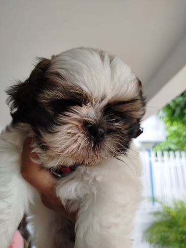 Hermoso Cachorro Shitzu O Shih Tzu Tricolor Macho