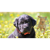 Cachorros Labrador Negros Criadero Premium Rural +