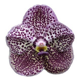 Orquídea Vanda Kulwadee Fragance