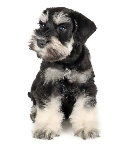 Cachorros Schnauzer Perro Medellín Bogota Cali