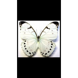 Mariposa Morpho Blanco Cuadro Decorativo