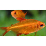 5 Tetras Red Cherry, Peixes De Alto Padrão E Coloração Forte