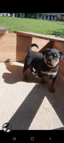 Rottweiler Cabecao Macho Avista