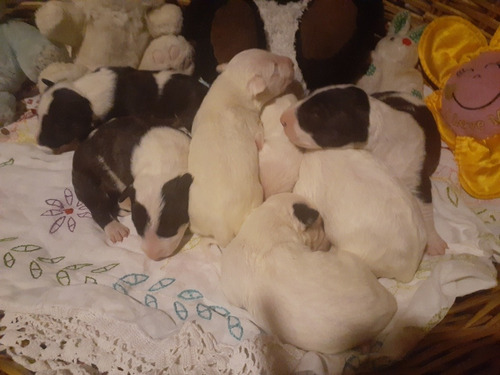 Cachorro Bull Terrier De Los Mejores 