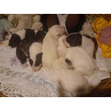 Cachorro Bull Terrier De Los Mejores 