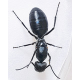 Hormiga Reina Camponotus Distinguendus (menor) Criadero 