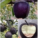 Manzana Negra Gigante, Arboles Frutales + Semillas