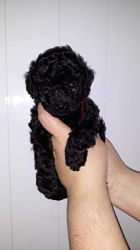 Caniche Mini Machito Negro Azabache Vacunado 