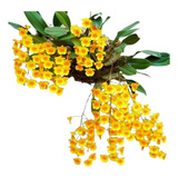 Orquidea Dendrobium Agregatum Muda Linda Promoção